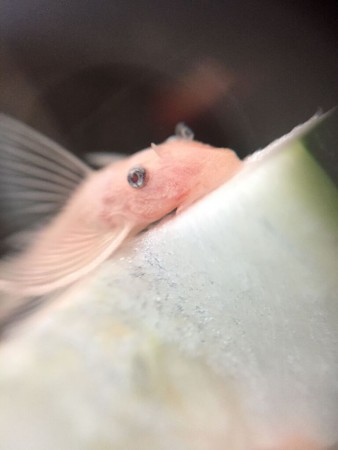 Ancistrus L144 Longfin Jong op Courgette